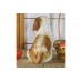 Статуэтка собаки "Ши-тцу" 27 см полистоун