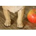 Статуэтка собаки "Мопс" 22 см полистоун